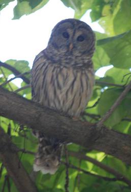 Barred owl (Strix varia) visitor