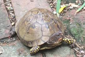 Resident box turtle. Terrapene carolina triunguis