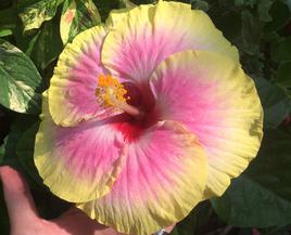 Hibiscus 'Surf City'