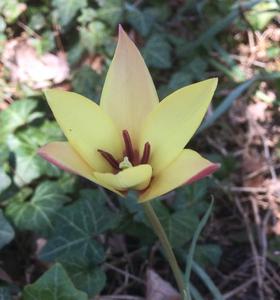 Tulip species. Tulipa clusiana