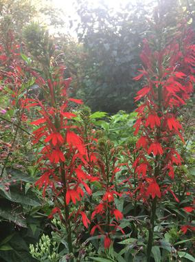 Lobelia cardinalis