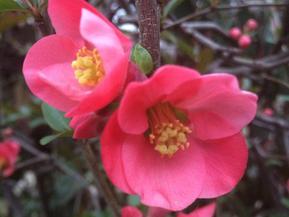 Flowering quince. Chaenomeles sp