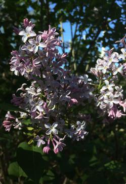 Lilac. A volunteer seedling from Mom's yard