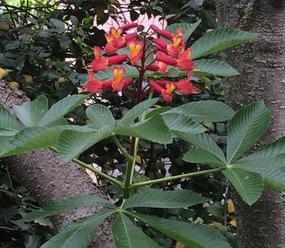 Red buckeye. Aesculus pavia