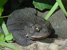 Toad. Anaxyrus americanus