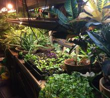 Overwinter tropicals and propagate plants in the basement over winter.