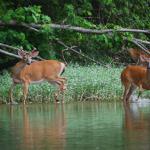 White tailed Deer