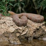 Northern Water Snake