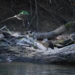 Wood ducks in eclipse plumage