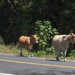 Cows along the highway