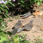 La Chachalaca dusting at the Botanical Garden
