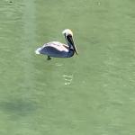 Brown Pelican in Rio Cuales