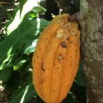 Cacao (chocolate) at the Puerto Vallarta Botanical Garden