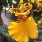 Orchid that looks like a couple dancing at the Pueto Vallarata Botanical Garden