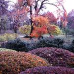 Japanese Garden in Fall. Missouri Botanical Garden