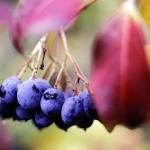 Viburnum Fruit. Missouri Botanical Garden