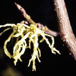 Witch Hazel Flower. Missouri Botanical Garden.