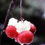 Crab Apples in Winter. Missouri Botanical Garden