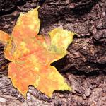 Sugar Maple Leaf. Tower Grove Park