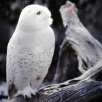 Snowy Owl. St. Louis Zoo