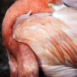 Flamingo. St. Louis Zoo