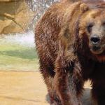 Brown Bear. St. Louis Zoo