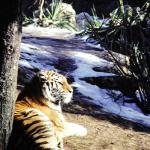 Tiger. St. Louis Zoo