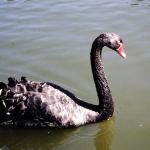 Black Swan. St. Louis Zoo