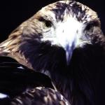 Golden Eagle? St. Louis Zoo