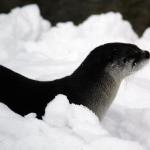 River Otter. St. Louis Zoo