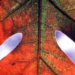 White Oak Leaf in Fall. Bellevue Park, Belleville IL