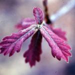 Oak leaves in Spring. Bellevue Park in Belleville IL