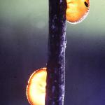 Cool Fungus in some campground in Illinois