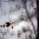 Leaf on Lake. Bellevue Park in Belleville IL