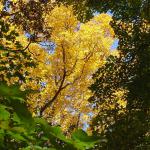 Fall Leaves. Pere Marquette Park, Illinois