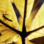 Young Insect on Hickory Leaf.