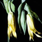 Bellwort. Wappapello Lake. Missouri