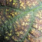 Close Up of Yellow and Green Leaf